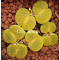 Vivid Green - seed